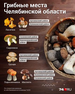 Карта грибных мест в Челябинской области - 16 июля 2021 - 74.ру
