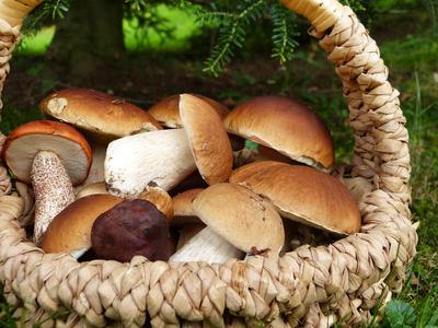 В лесах Челябинской области появились белые грибы