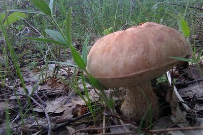 Как не отравиться и где собирать грибы: памятка любителям «тихой охоты»