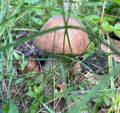 В центре Челябинска выросли белые грибы | Pchela.news - Новости в Челябинске