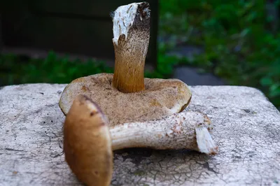 Гигантские белые грибы весом 1 кг нашли в Челябинской области | ОБЩЕСТВО |  АиФ Челябинск