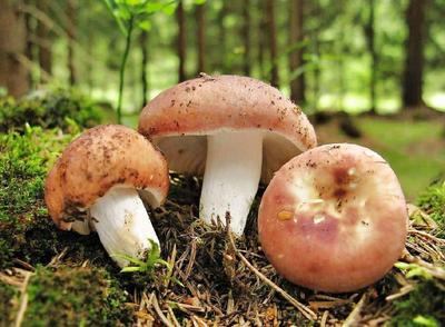 10 самых грибных мест Челябинской области, куда стоит отправиться на тихую  охоту