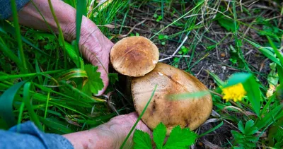 10 самых грибных мест Челябинской области, куда стоит отправиться на тихую  охоту
