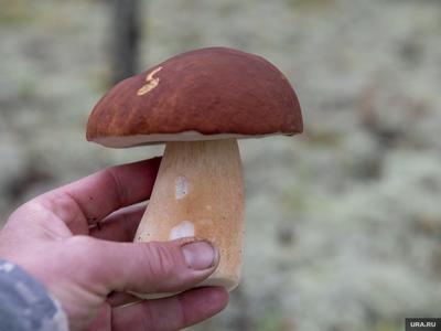 Где в Челябинской области собирают белые грибы ящиками: Чебаркульский и  Троицкий районы, фото, видео