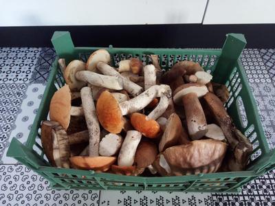 Кому запрещено есть грибы, рассказали эксперты | Pchela.news - Новости в  Челябинске