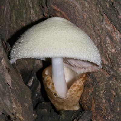Челябинцев удивили неизвестные грибы в огороде. Фото | УРА.РУ | Дзен