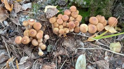 Какие съедобные грибы растут поздней осенью в Челябинской области | Грибник  России