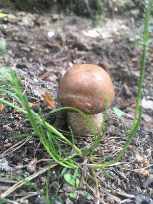 Как я выращиваю благородные съедобные грибы