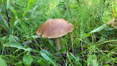 Кому запрещено есть грибы, рассказали эксперты | Pchela.news - Новости в  Челябинске