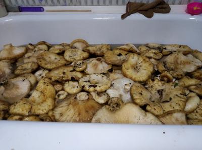 Микологи или знающие грибники помогите определить гриб | Пикабу