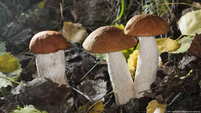 Съедобные грибы Германии фото фотографии