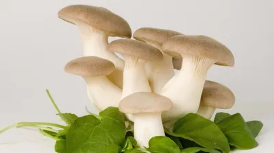 Съедобные грибы для решения глобальных задач – Овощи и Фрукты журнал