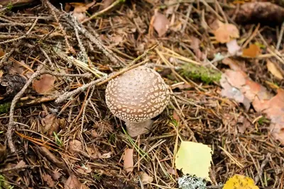 Ядовитые грибы в Германии