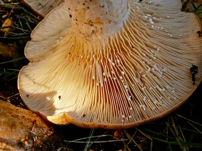 Какие съедобные грибы считаются в Европе ядовитыми