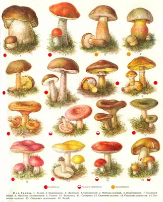 Как нарисовать съедобные грибы - 25 фото
