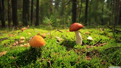 Грибные леса Баварии [1]: Какие грибы растут на юге Германии?