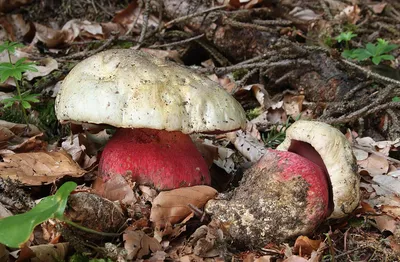 Осторожно, грибы: в Германии орудуют опасные двойники!