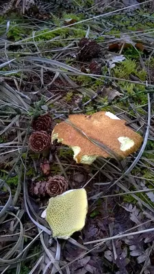 Опасно ли собирать и есть грибы в Германии