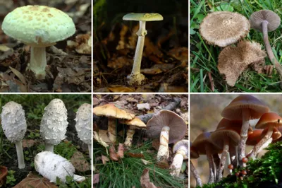 Лесные грибы – источник дохода в болгарских селах и дорогой деликатес для  Западной Европы - Экономика