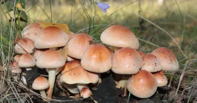 Как собирают грибы в Германии | Грибной Дневник Лидии Бам | Дзен
