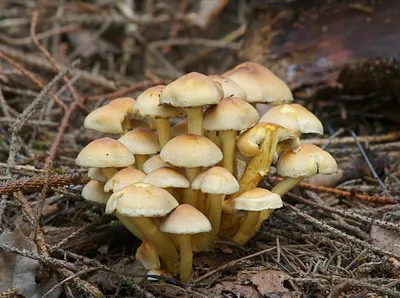 На набережной в лесу в поисках грибы в тюрингии Германии Стоковое Фото -  изображение насчитывающей взорвать, снизу: 202578734
