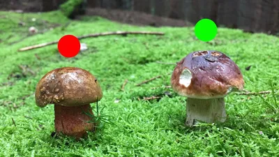 Где искать грибы в Германии, как собирать белые, какие съедобные, а вообще  можно? - YouTube