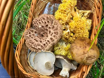 Грибные леса Баварии [1]: Какие грибы растут на юге Германии?