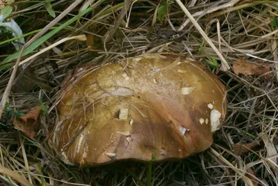 Съедобные грибы Красноярского края фото
