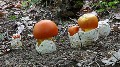 Съедобные грибы в Краснодарском крае 2024: где и какие грибы собирать в  августе, сентябре и октябре, фото и названия