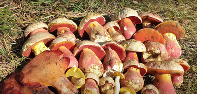 Краснокнижные и смертельно опасные: учёные назвали ядовитые грибы  Краснодарского края