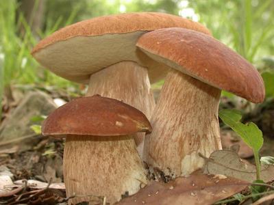 Жителям Красноярского края специалисты дали советы, как заготавливать и  употреблять в пищу грибы - Столица 24