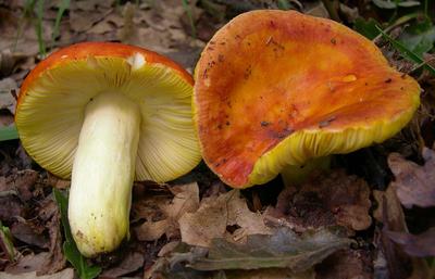 Грибные места Анапы: какие грибы растут в окрестностях города-курорта