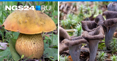Краснокнижные грибы России 2023: фото с названиями, ответственность за сбор