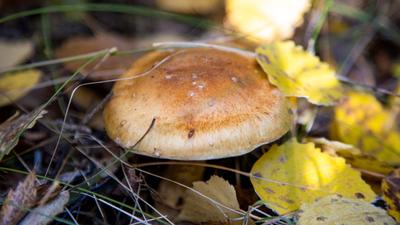 Съедобные грибы в Краснодарском крае 2024: где и какие грибы собирать в  августе, сентябре и октябре, фото и названия