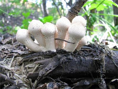 Краснокнижные и смертельно опасные: учёные назвали ядовитые грибы  Краснодарского края | Блокнот Краснодар | Дзен