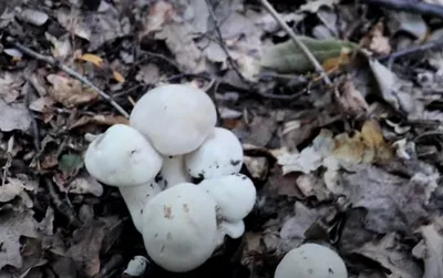 В парке «Ривьера» в Сочи вырос экзотический ядовитый гриб | ОБЩЕСТВО | АиФ  Краснодар