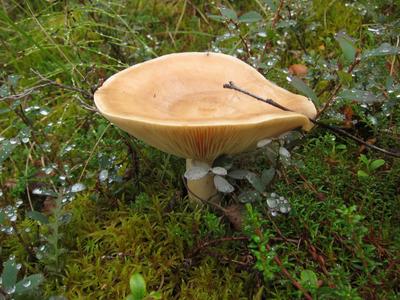 Съедобные грибы Пермского края (58 фото) - 58 фото