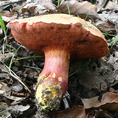 Съедобные грибы Красноярского края фото фотографии