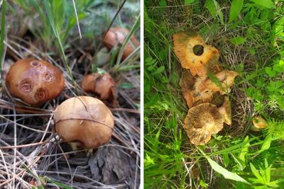 Краснокнижные грибы России; какие грибы нелья собирать в России и как они  выглядят на фото: перечный гриб рубиновый; вешенка семгово-соломенная;  болет красно-желтый; ложноберезковый порфировик; сыроежка золотистая - 14  октября 2023 - ЧИТА.ру