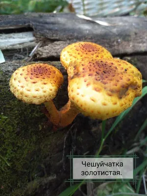 В Сочи начался сезон грибов: за какие можно сесть на 9 лет - 23 октября  2023 - 93.ру