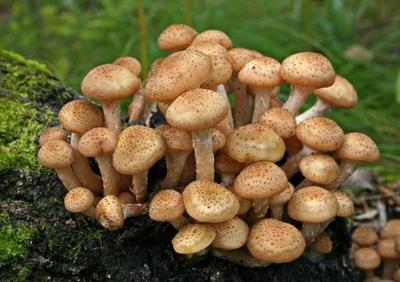 Красноярские грибники делятся фотографиями необычных грибов - 24 августа  2022 - НГС24.ру