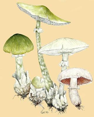 Краснодарский край и Адыгея - Форум, съедобные грибы и грибные описания,  фото, рецепты приготовления