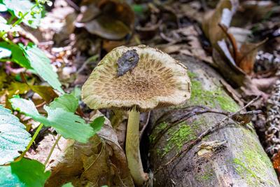 Ядовитые Грибы - Информационный портал об опасных грибах, их опознавании,  одновременно их отличить от съедобных, предоставляющий советы по безопасной  экспедиции в мир грибов.