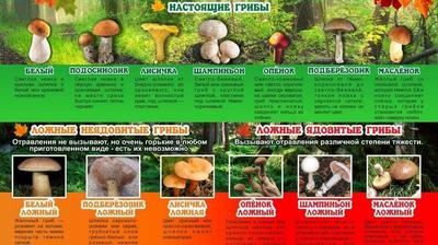 Роспотребнадзор Краснодарского края напоминает об опасности отравления  грибами :: Krd.ru
