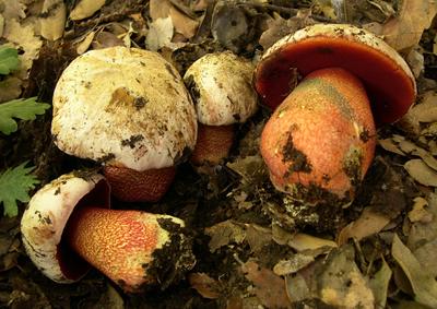 Какие грибы нельзя собирать в Татарстане? 49 видов грибов с фото и  комментариями | Книга Грибов | Дзен