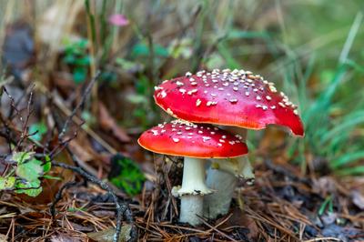 Съедобные грибы Пермского края (58 фото) - 58 фото