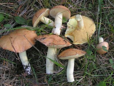 Съедобные грибы Новосибирской области фото фотографии