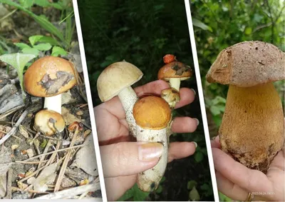 Все в лес: лучшие грибные места в Новосибирской области - МК Новосибирск