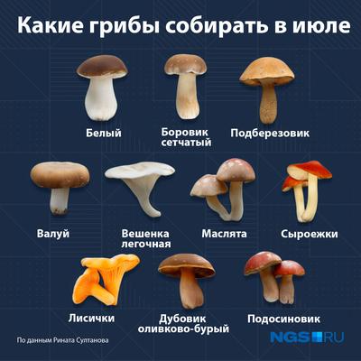 Смертельно опасный гриб появился в лесах Новосибирской области | НДН.Инфо