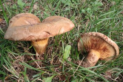 Названы самые ядовитые грибы Новосибирской области | ОБЩЕСТВО | АиФ  Новосибирск